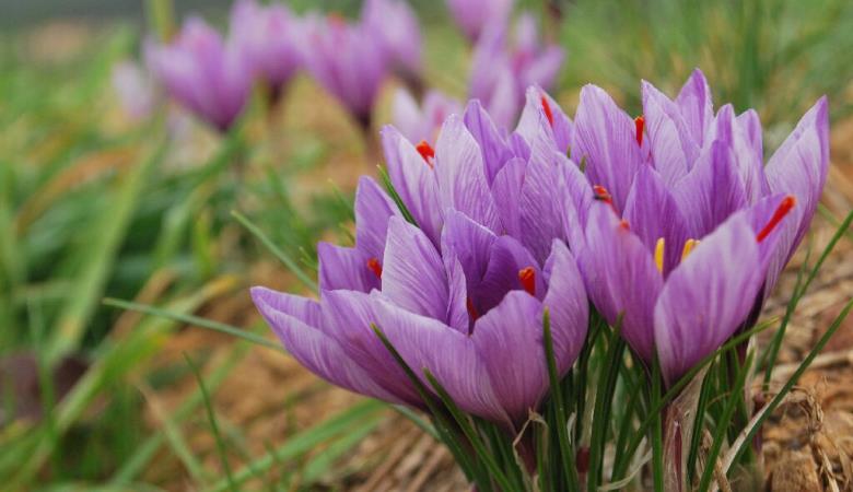 Aspres Oms Safran des Aspres fleur