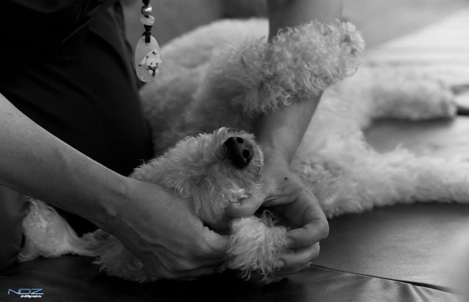 AUX CHIENS CYPRIEN