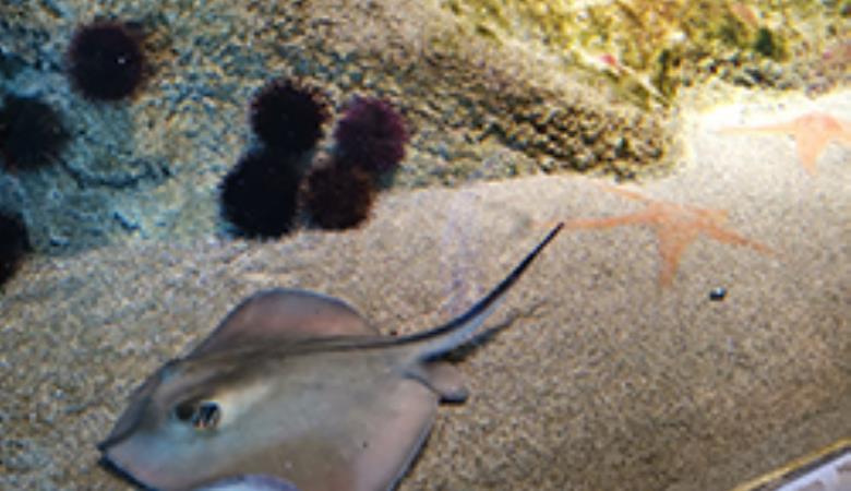 BIODIV_nourrissage4