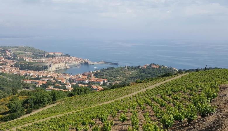 Balade-vinohrando-collioure-2