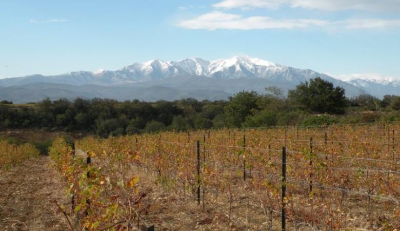 vin-chateau-lafforgue-vigne-vue-canigou-corneilla-la-riviere