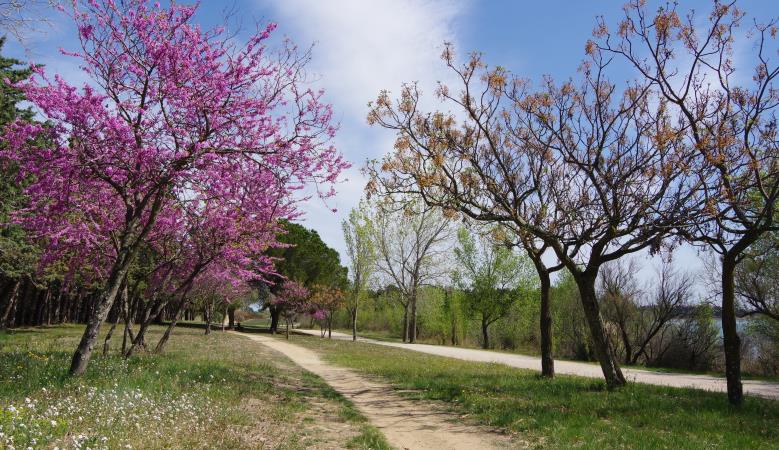 Chemin Raho Chemin Raho