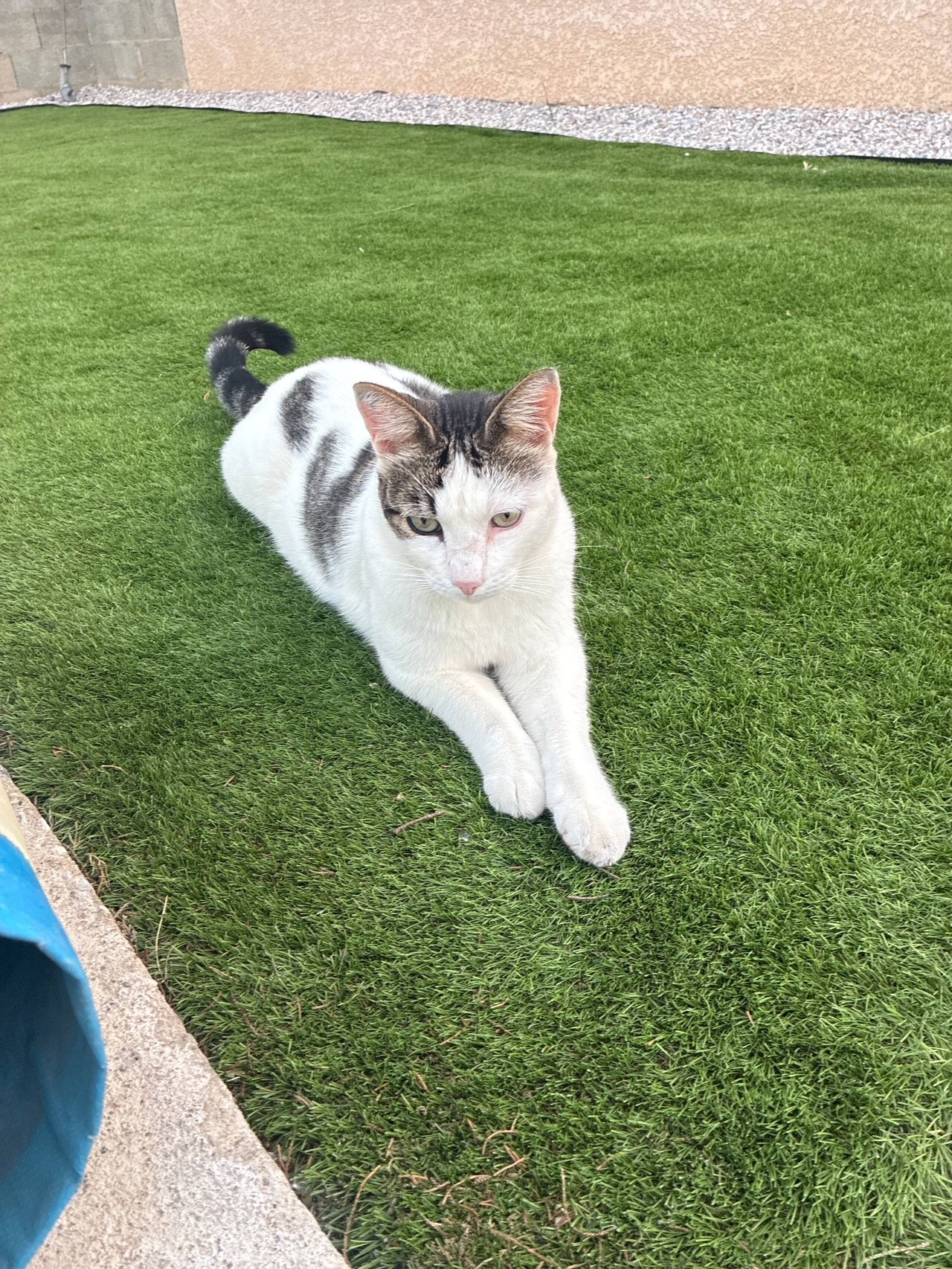Villa Chat L'Heureuse De Cookie