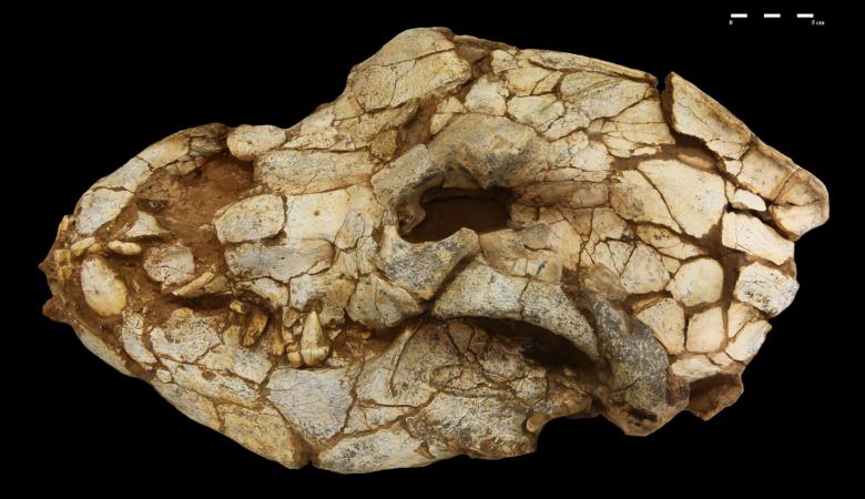 Crane ours 15 février