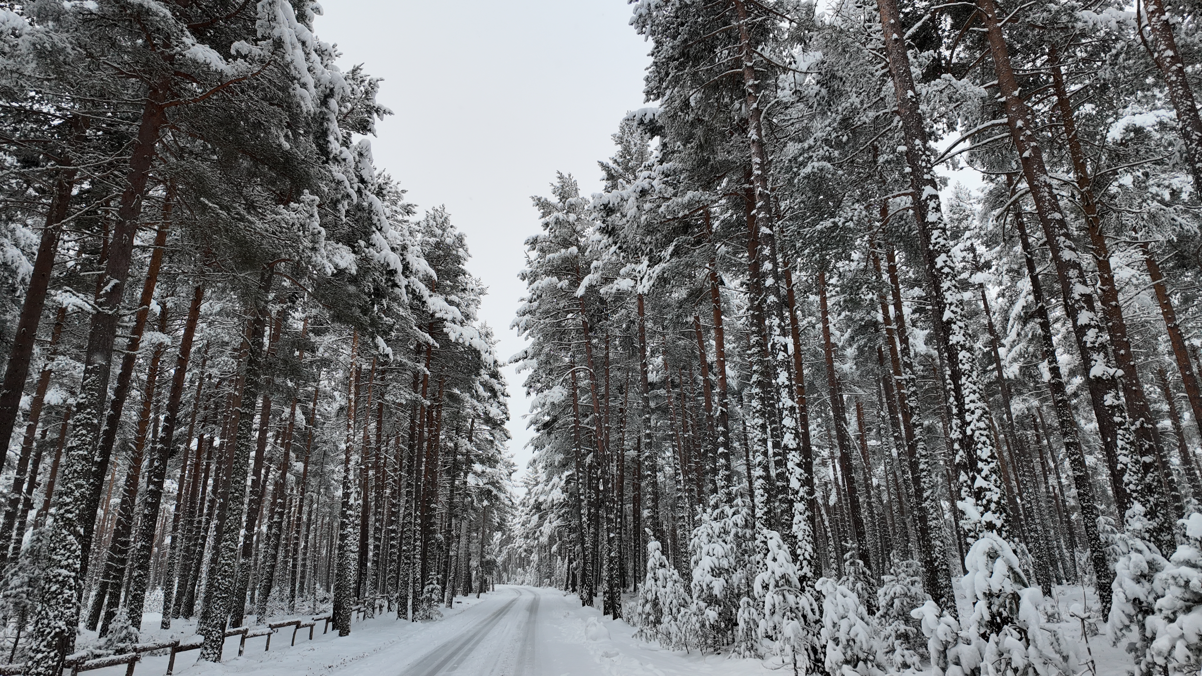 FORET-DE-LA-MATTE-HIVER