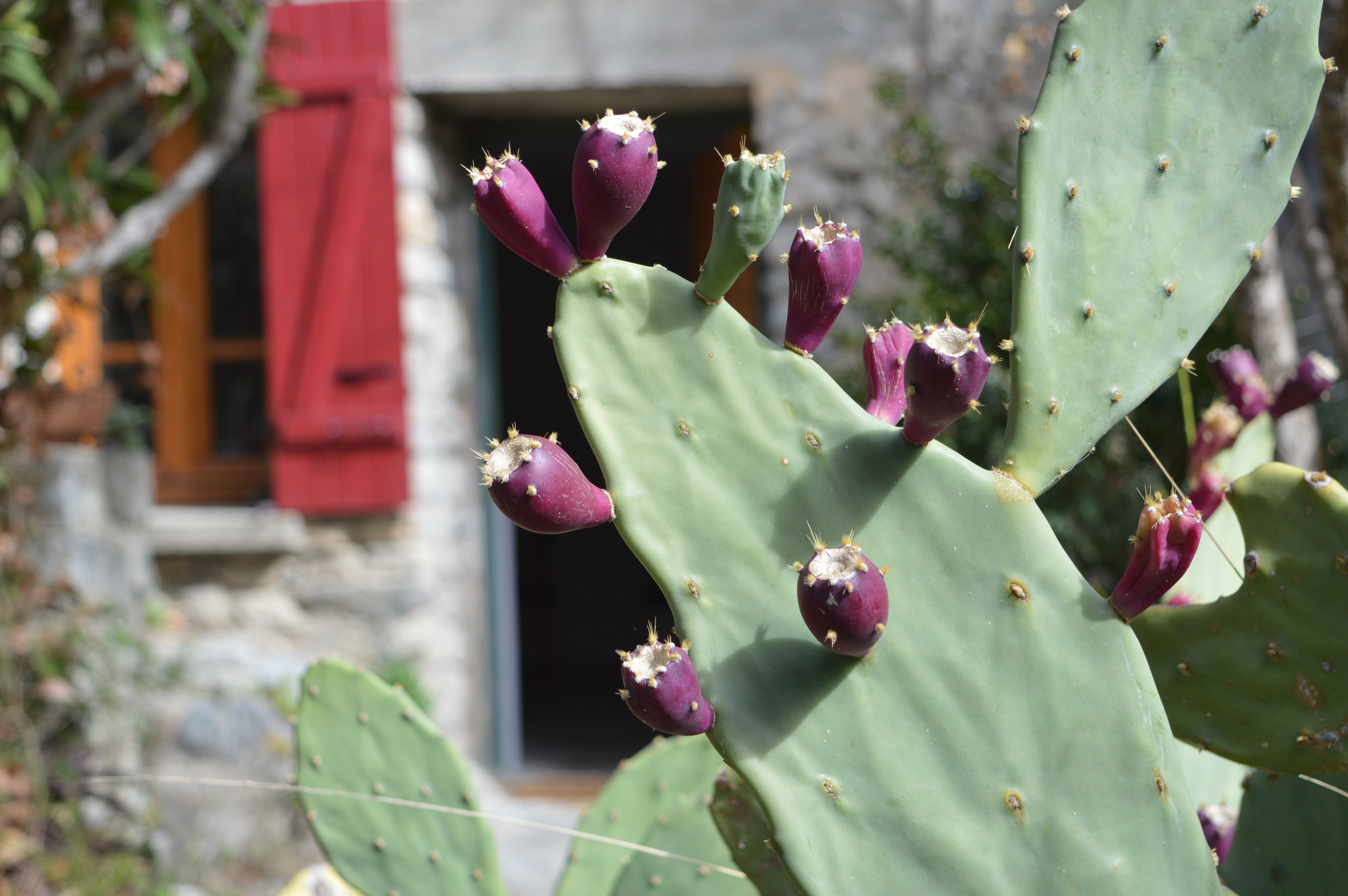 MAISON DE MONTAGNE, Eus - photo 14