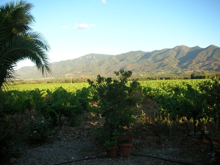 DSCN0751vigne auberge