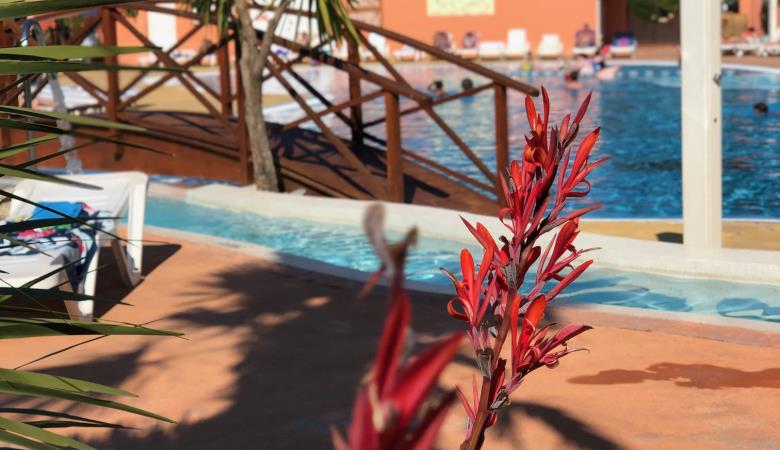 Fleurs-piscine-camping-les-galets-argeles-2019