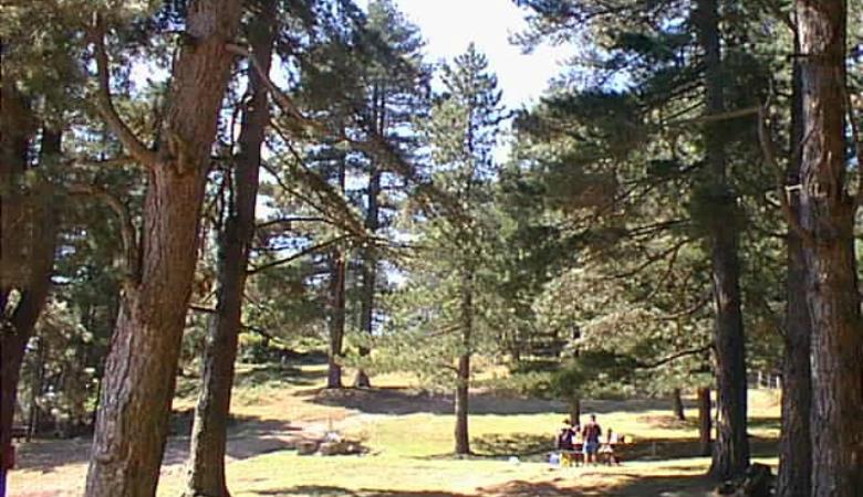 Forêt domaniale des Albères