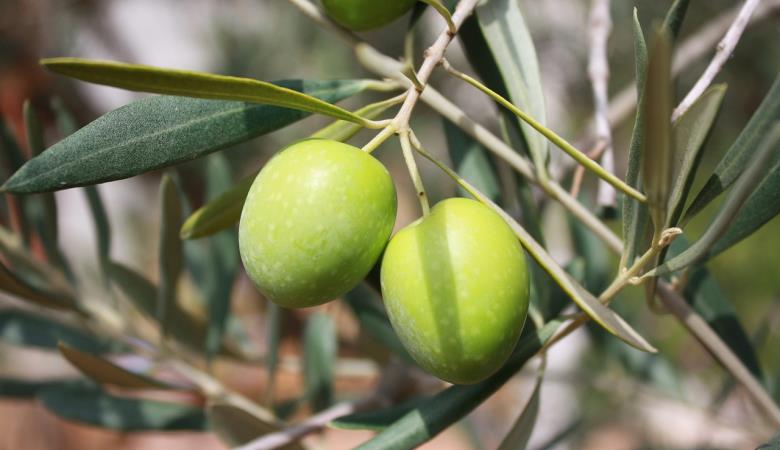 HUILE OLIVES