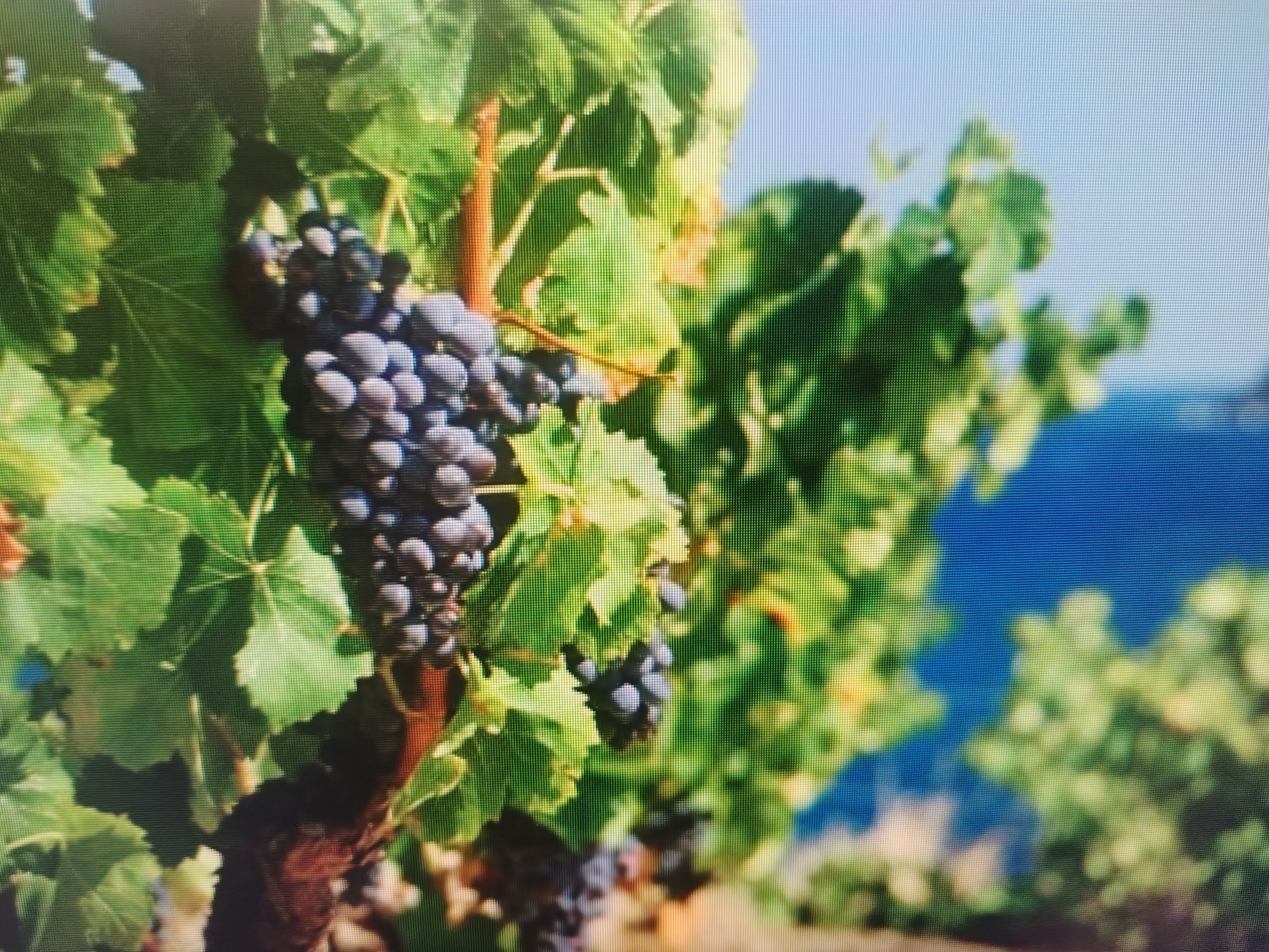 Instant vigneron avec dégustation