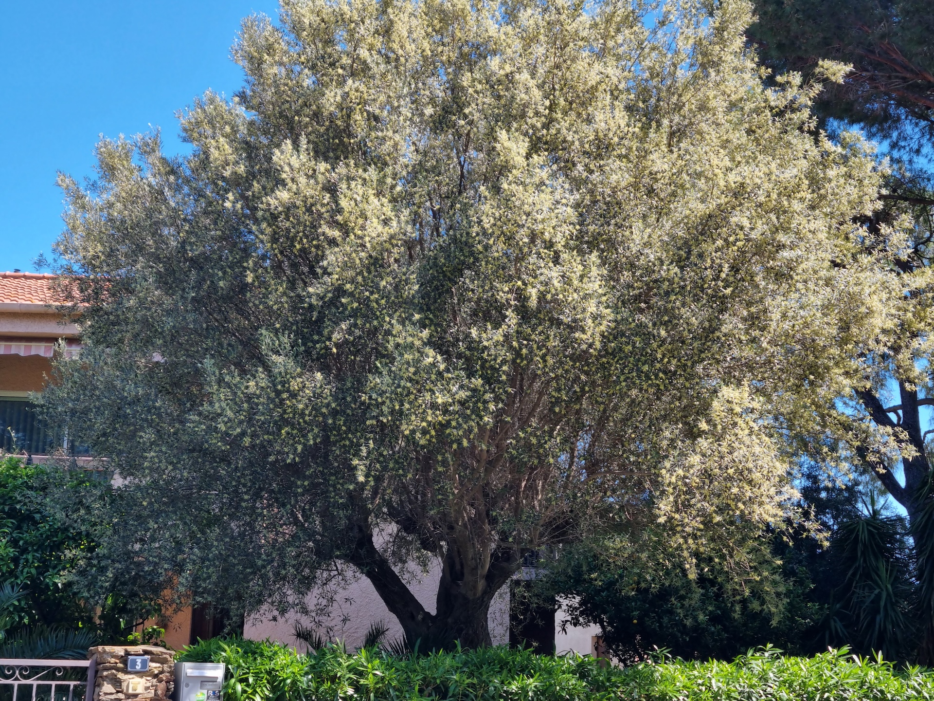 OL-YUCCA, Alénya - photo 13