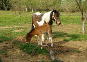 Les Ecuries de Catalogne
