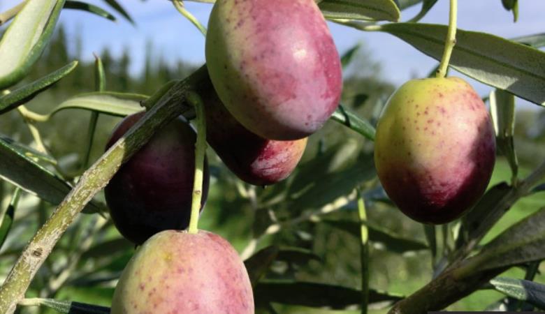 Mas-d-en-fabre-huile-des-orgues-branche-olive-ille-sur-tet-web