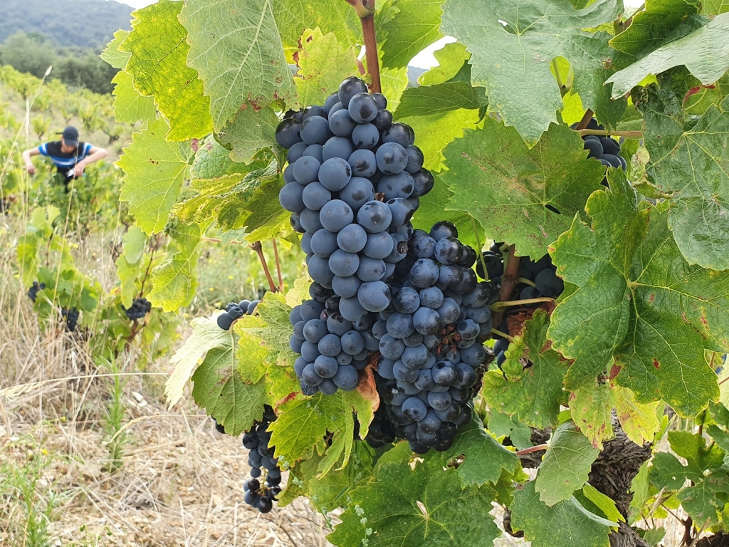 Mont Noir raisins