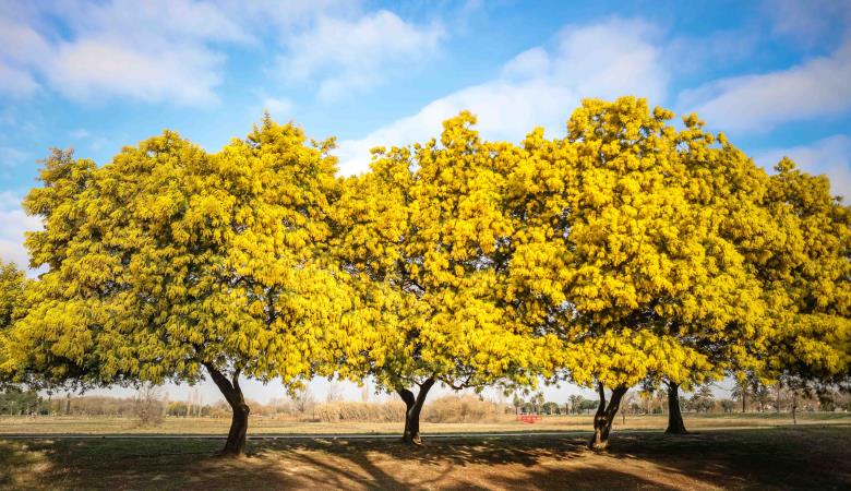 PARC DE LA PRADE PARC DE LA PRADE