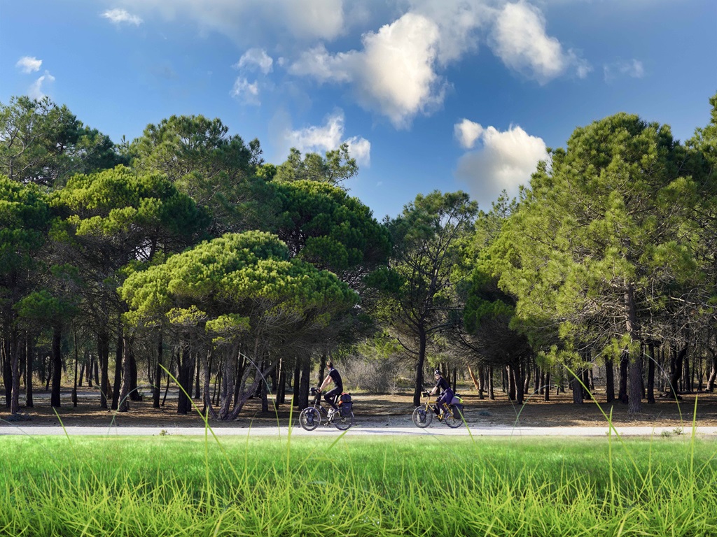 DISCOVER THE MAS DE L'ILLE PINE FOREST BY BIKE