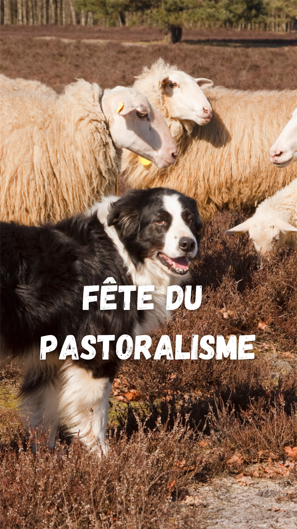 Fête de la transhumance