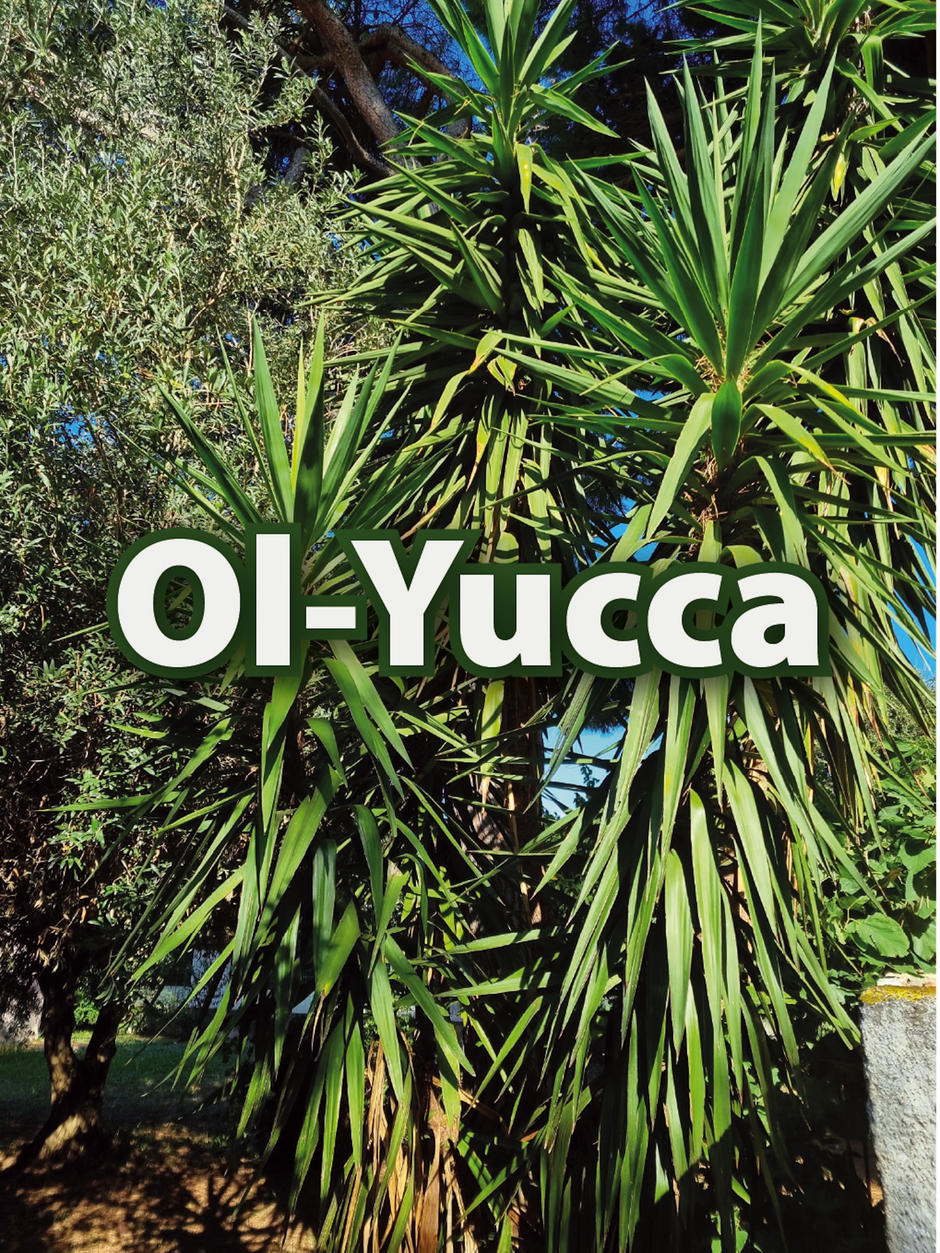 OL-YUCCA