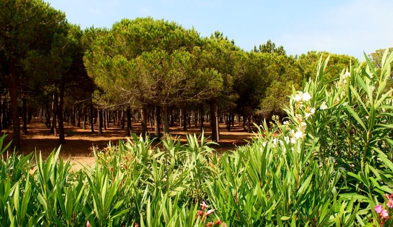 Pinède 3