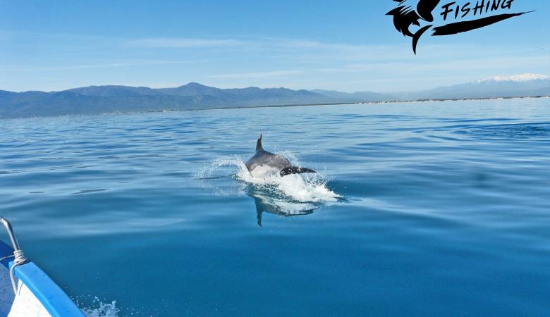 Roussillon fishing dauphin