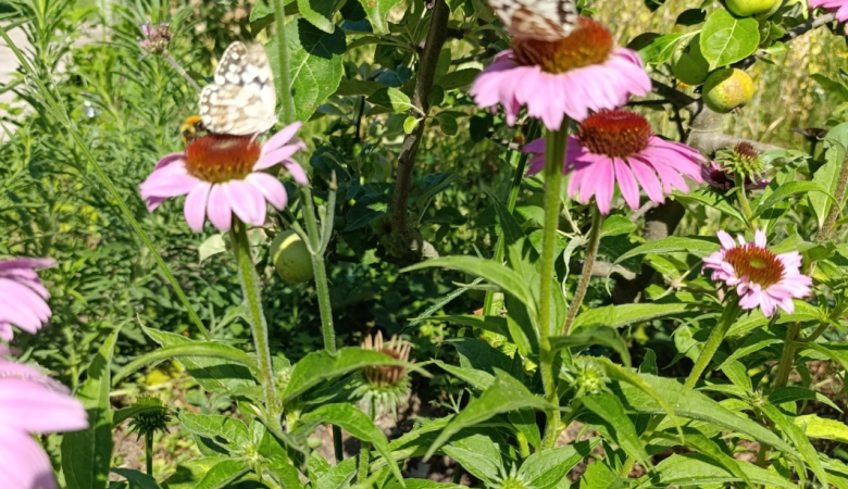 Sans titre Sans titre