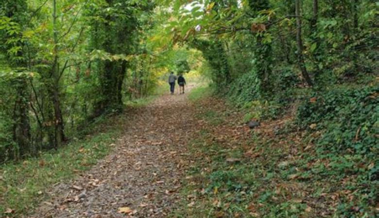 Taurinya forêt