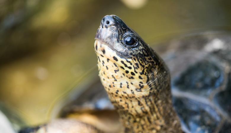 Tortue (7)