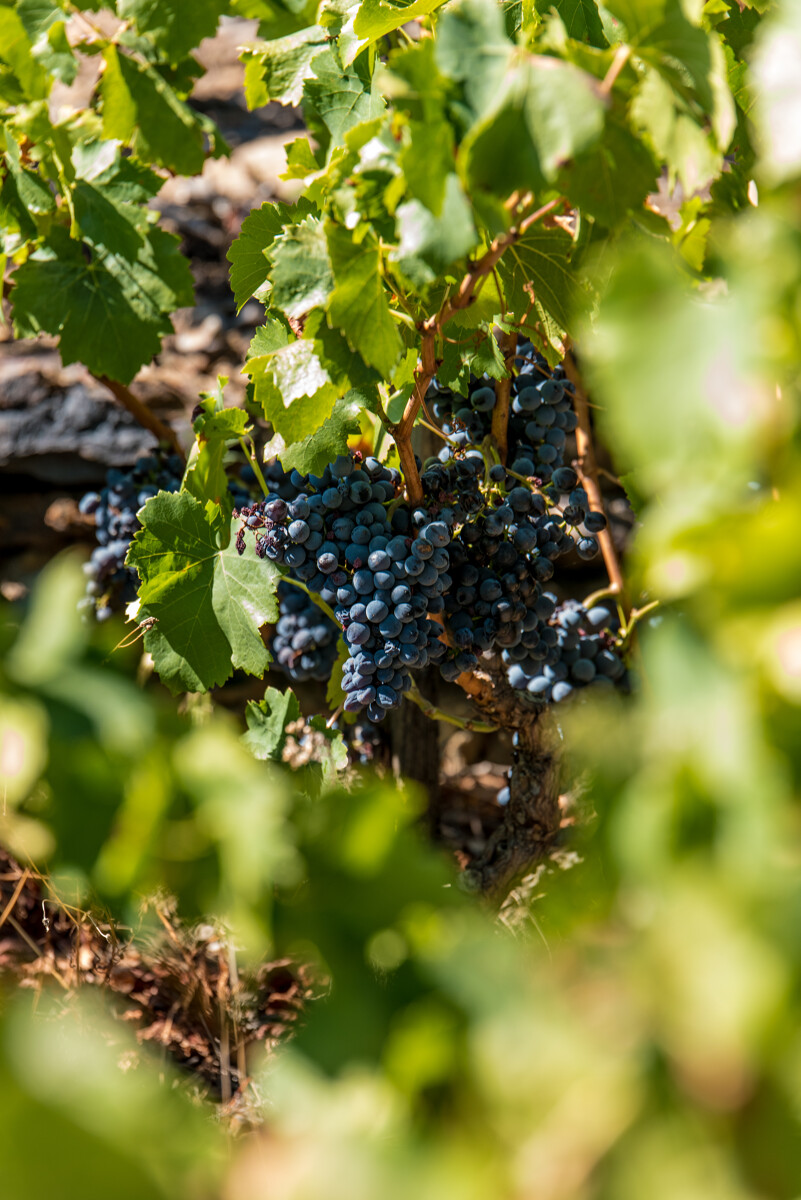 Fête des vendanges au domaine sol payré