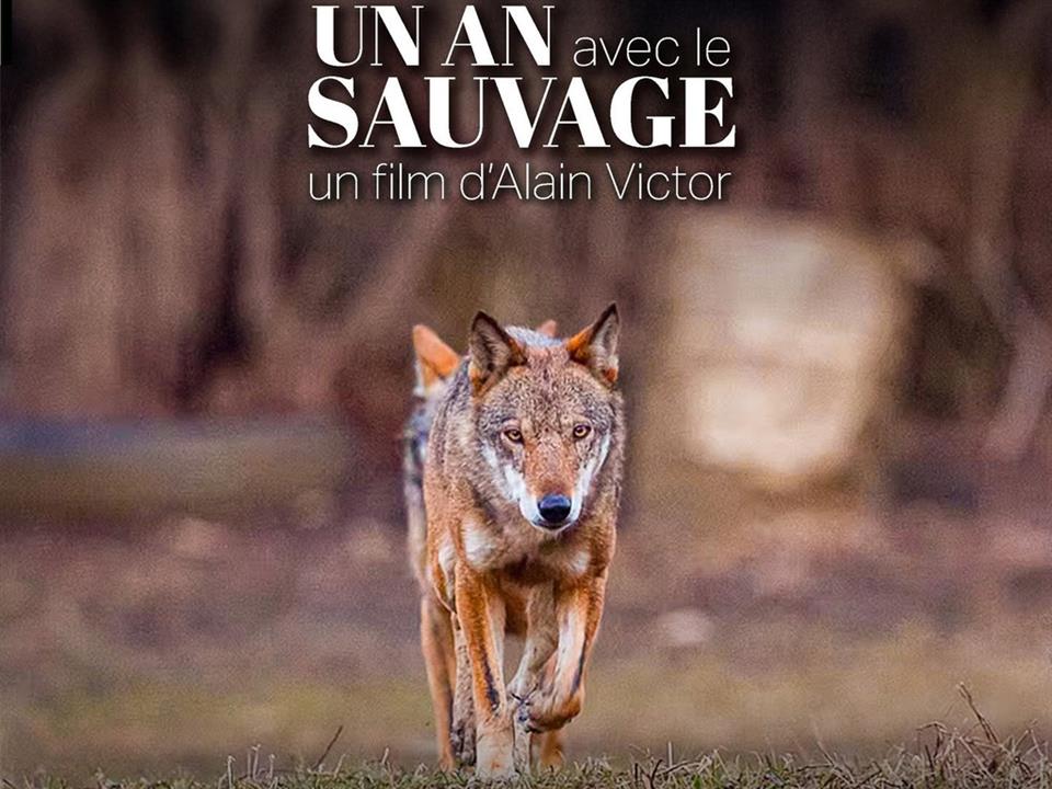 Projection de film