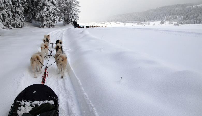 attelage-chiens