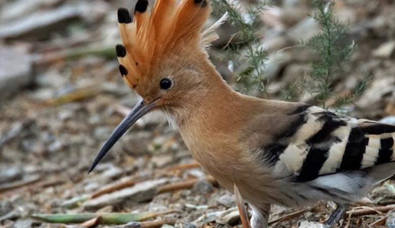 balades naturalistes