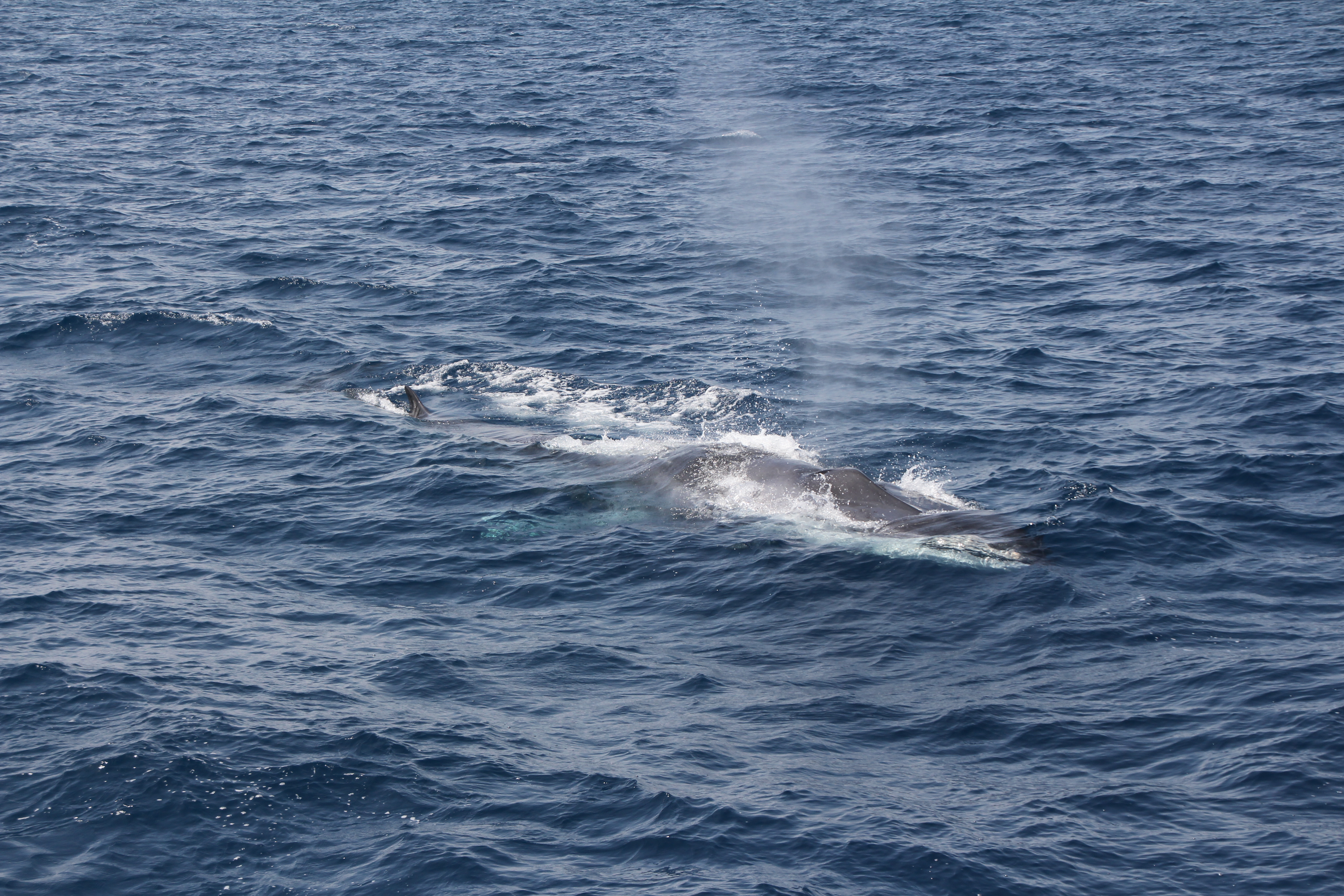 baleine rorqual commun découverte baleines et dauphins catamaran navivoile canet en roussillon
