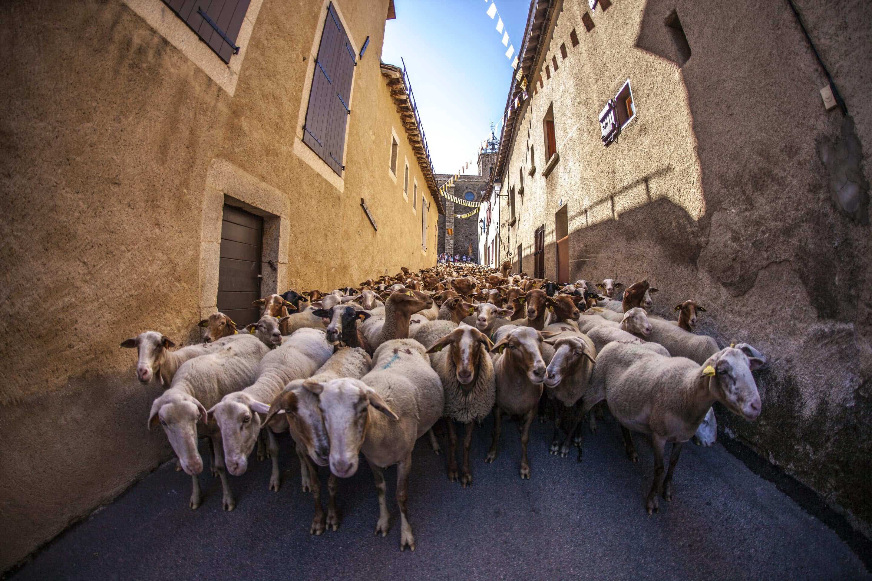 Fête des bergers