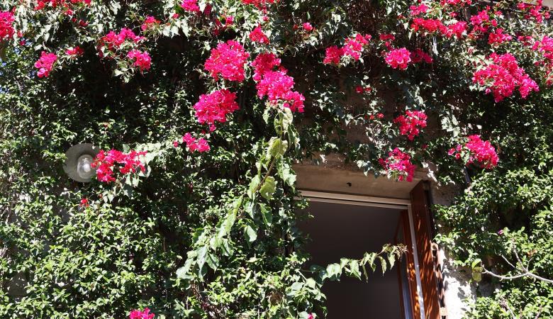 bougainvillier2cr4Tok gite le jardin des alberes rd2500