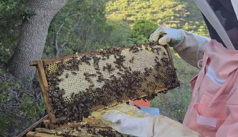cadre miel et abeilles