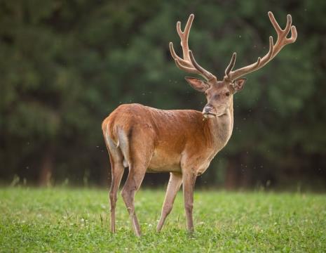 EXPOSITION CHAMPIGNONS ET BOIS DE CERFS