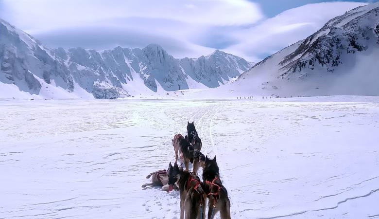 chien de traineaux 2 chien de traineaux 2