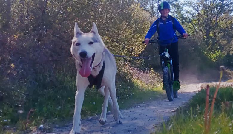 chien de traineaux été chien de traineaux été
