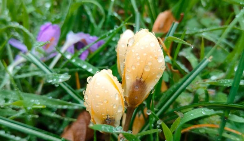 crocus rosée