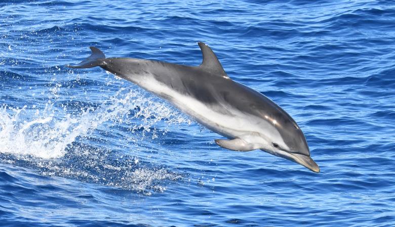 dauphin bleu et blanc croisiere decouverte baleines et dauphins canet en roussillon navivoile