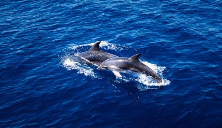 dauphins dauphins
