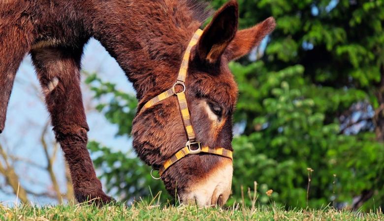 donkey-1268897_1280