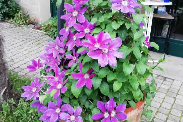 fleurs Appartement 2 chambres Vue la Chapelle-Casteil