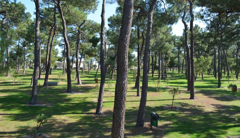 forest_pins_tennis_argeles_2015_4