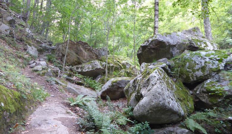 forêt casteil