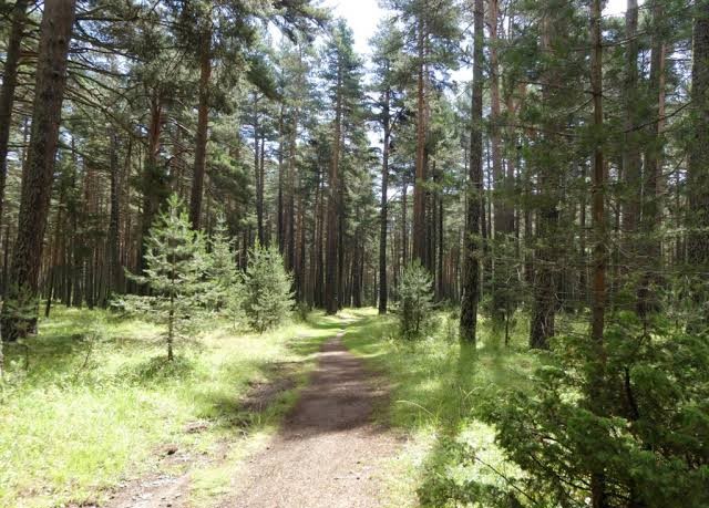 FORET DE LA MATTE