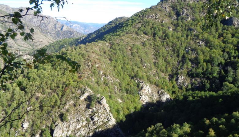 forêt rotjà