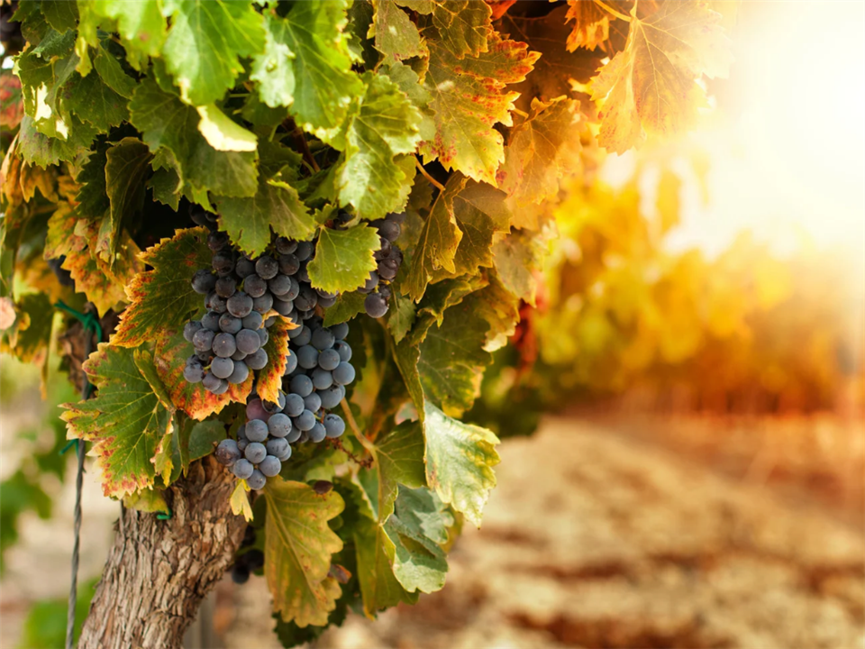 Fete des vendanges