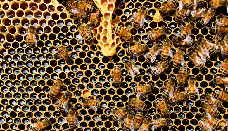 honey-bees-337695_1280